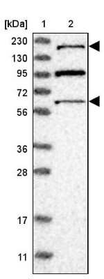 Western Blot: RERE Antibody [NBP1-88838] - Lane 1: Marker  [kDa] 230, 130, 95, 72, 56, 36, 28, 17, 11.  Lane 2: Human cell line RT-4.