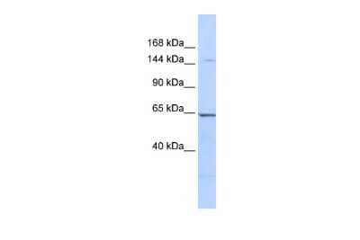 Western Blot: RERE Antibody [NBP2-85625] - WB Suggested Anti-RERE Antibody Titration: 0.2-1 ug/ml. ELISA Titer: 1:62500. Positive Control: 721_B cell lysateRERE is strongly supported by BioGPS gene expression data to be expressed in Human 721_B cells