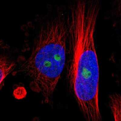 Immunocytochemistry/ Immunofluorescence RESF1 Antibody - BSA Free