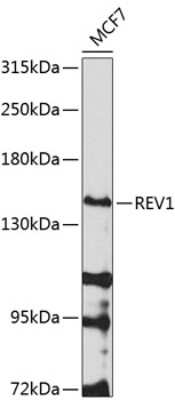 Western Blot: REV1 Antibody [NBP2-94696] - Analysis of extracts of MCF-7 cells, using REV1 at 1:1000 dilution.Secondary antibody: HRP Goat Anti-Rabbit IgG (H+L) at 1:10000 dilution.Lysates/proteins: 25ug per lane.Blocking buffer: 3% nonfat dry milk in TBST.Detection: ECL Basic Kit .Exposure time: