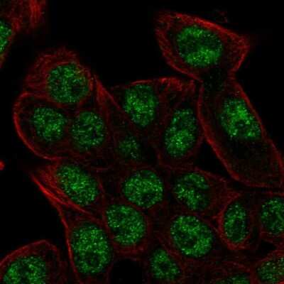 Immunocytochemistry/Immunofluorescence: REV3L Antibody [NBP2-57595] - Staining of human cell line Hep G2 shows localization to nucleoplasm.