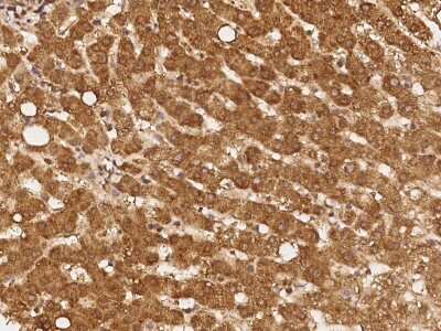 Immunohistochemistry-Paraffin: REXO1 Antibody [NBP2-98052] - Immunochemical staining of human REXO1 in human kidney with rabbit polyclonal antibody at 1:100 dilution, formalin-fixed paraffin embedded sections.