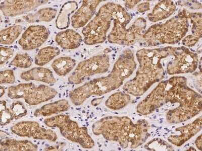 Immunohistochemistry-Paraffin: REXO1 Antibody [NBP2-98052] - Immunochemical staining of human REXO1 in human kidney with rabbit polyclonal antibody at 1:100 dilution, formalin-fixed paraffin embedded sections.