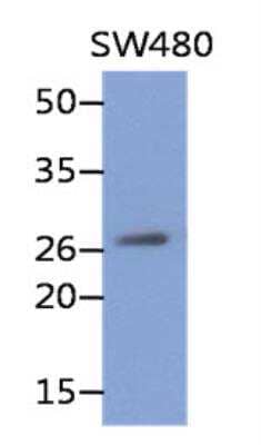 Western Blot: REXO2 Antibody (59D9) [NBP2-42639] - Analysis in SW480 lysates.