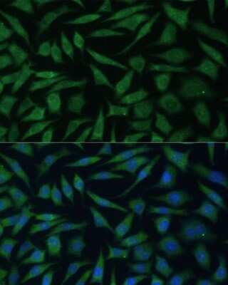 Immunocytochemistry/Immunofluorescence: REXO2 Antibody [NBP2-93904] - Analysis of L929 cells using REXO2 . Blue: DAPI for nuclear staining.