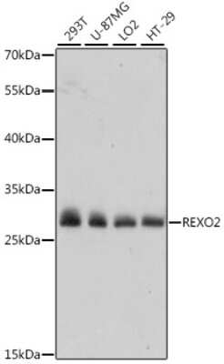 Western Blot REXO2 Antibody - Azide and BSA Free
