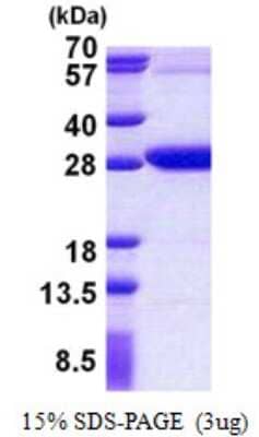 SDS-Page: REXO2 Protein [NBP2-23446]