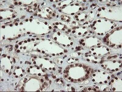 Immunohistochemistry: RFC2 Antibody (OTI2B2) - Azide and BSA Free [NBP2-73857] - Analysis of Human Kidney tissue.