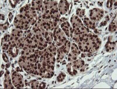 Immunohistochemistry: RFC2 Antibody (OTI2B2) - Azide and BSA Free [NBP2-73857] - Analysis of Human pancreas tissue.