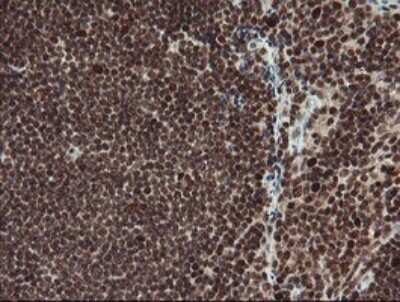 Immunohistochemistry: RFC2 Antibody (OTI2B2) - Azide and BSA Free [NBP2-73857] - Analysis of Human tonsil tissue.