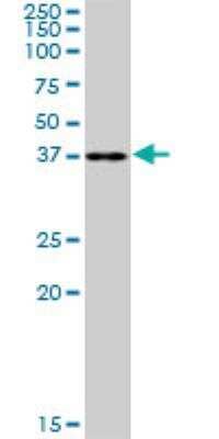 Western Blot: RFC2 Antibody [H00005982-B01P] - RFC2 MaxPab polyclonal antibody. Western Blot analysis of RFC2 expression in Hela NE.