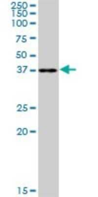 Western Blot: RFC2 Antibody [H00005982-B01P] - Analysis of RFC2 expression in Hela S3 NE.