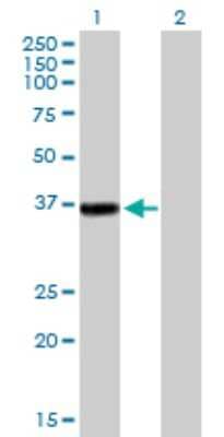 Western Blot: RFC2 Antibody [H00005982-B01P] - Analysis of RFC2 expression in transfected 293T cell line by RFC2 polyclonal antibody.  Lane 1: RFC2 transfected lysate(35.2 KDa). Lane 2: Non-transfected lysate.