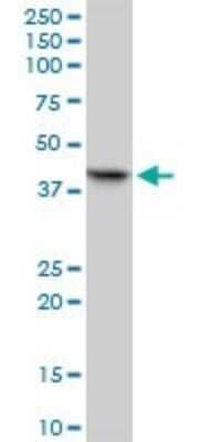 Western Blot: RFC2 Antibody [H00005982-B02P] - Analysis of RFC2 expression in HeLa.