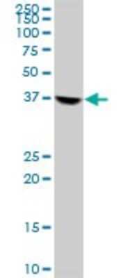 Western Blot: RFC2 Antibody [H00005982-B02P] - Analysis of RFC2 expression in HL-60.