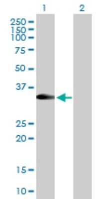 Western Blot: RFC2 Antibody [H00005982-B02P] - Analysis of RFC2 expression in transfected 293T cell line by RFC2 polyclonal antibody.  Lane 1: RFC2 transfected lysate(35.2 KDa). Lane 2: Non-transfected lysate.