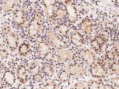 Immunohistochemistry-Paraffin: RFC3 Antibody [NBP2-97788] - Staining of human RFC3 in human stomach with rabbit polyclonal antibody at 1:100 dilution.