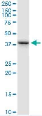 Western Blot: RFC3 Antibody [H00005983-B02P] - Expression in Jurkat.