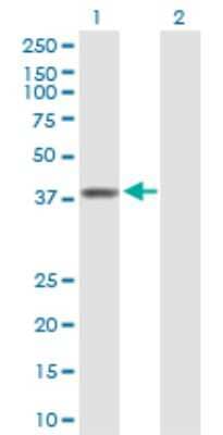 Western Blot: RFC3 Antibody [H00005983-B02P] - Analysis of RFC3 expression in transfected 293T cell line by RFC3 polyclonal antibody.  Lane 1: RFC3 transfected lysate(40.60 KDa). Lane 2: Non-transfected lysate.