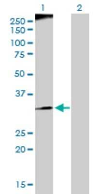 Western Blot: RFC3 Antibody [H00005983-D01P] - Analysis of RFC3 expression in transfected 293T cell line by RFC3 polyclonal antibody.Lane 1: RFC3 transfected lysate(40.60 KDa).Lane 2: Non-transfected lysate.