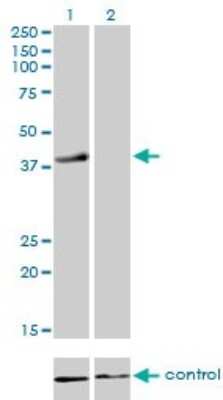 Western Blot: RFC4 Antibody (1C12) [H00005984-M01] - Analysis of RFC4 over-expressed 293 cell line, cotransfected with RFC4 Validated Chimera RNAi ( Cat # H00005984-R01V ) (Lane 2) or non-transfected control (Lane 1). Blot probed with RFC4 monoclonal antibody (M01), clone 1C12 (Cat # H00005984-M01 ). GAPDH ( 36.1 kDa ) used as specificity and loading control.