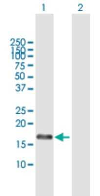 Western Blot: RFK Antibody [H00055312-B01P] - Analysis of RFK expression in transfected 293T cell line by RFK polyclonal antibody.  Lane 1: RFK transfected lysate(17.82 KDa). Lane 2: Non-transfected lysate.