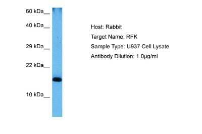 Western Blot: RFK Antibody [NBP2-88141] - Host: Rabbit. Target Name: RFK. Sample Tissue: Human U937 Whole Cell lysates. Antibody Dilution: 1ug/ml