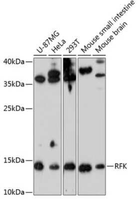 Western Blot RFK Antibody - Azide and BSA Free