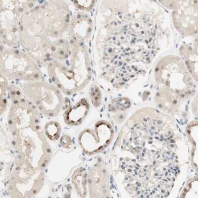 Immunohistochemistry-Paraffin RFNG Antibody