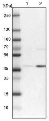 Western Blot RFNG Antibody