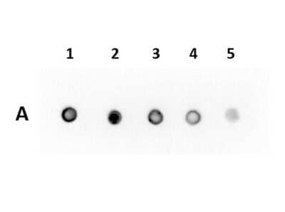 Dot Blot: RFP Antibody (RFP40) - VHH - BSA Free [NBP3-12167] - Row A: Recombinant RFP protein. Amount Dotted: (1) 200, (2) 100, (3) 50, (4) 25, (5) 12.5ng. Primary Antibody: 1.0ug/mL for 1.0hr at RT. Secondary Antibody: Mouse Anti-Flag Peroxidase at 1:5000 for 30 mins at RT. Block: BlockOut Buffer.. Exposure: 10 seconds.