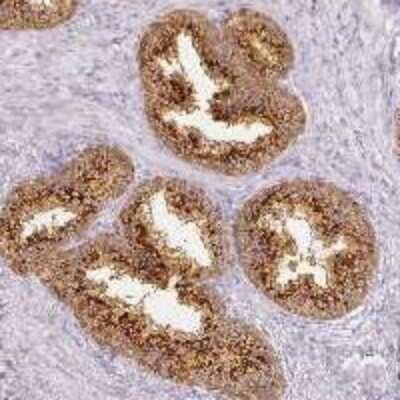 Immunohistochemistry-Paraffin RFPL2 Antibody - BSA Free