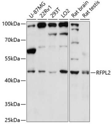 Western Blot RFPL2 Antibody - Azide and BSA Free