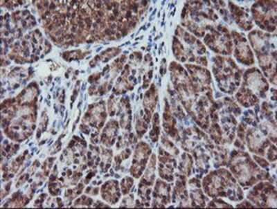 Immunohistochemistry-Paraffin: RFPL3 Antibody (2G4) [NBP2-02034] - Staining of paraffin-embedded Human pancreas tissue using anti-RFPL3 mouse monoclonal antibody.