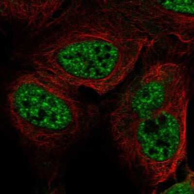 Immunocytochemistry/ Immunofluorescence RFPL3 Antibody - BSA Free
