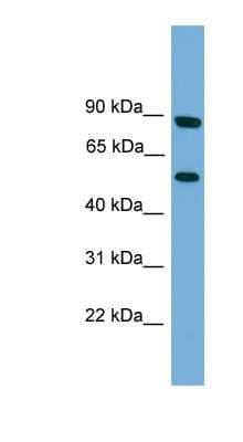 Western Blot: RFTN2 Antibody [NBP1-57042] - Titration: 0.2-1 ug/ml, Positive Control: HT1080 cell lysate.