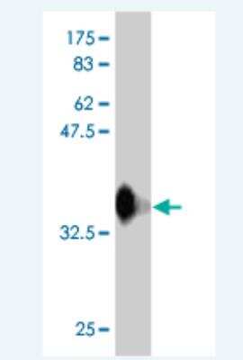 Western Blot: RFWD3 Antibody (6B4) [H00055159-M01] - Detection against Immunogen (36.63 KDa) .