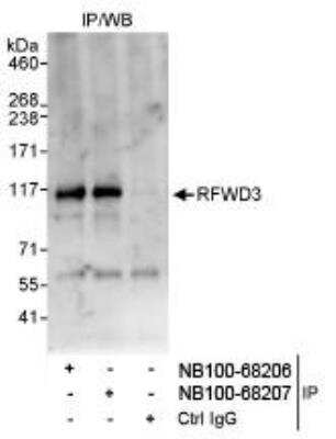 Immunoprecipitation RFWD3 Antibody - BSA Free