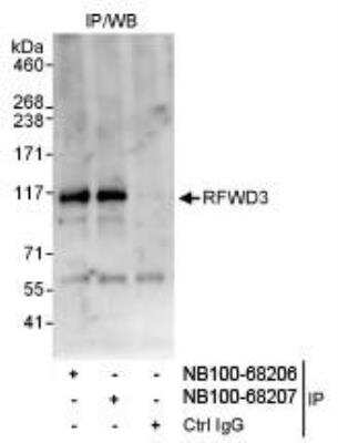 Detection of Human RFWD3 by Western Blot of  Immunoprecipitates. Samples: Whole cell lysate (1 mg for IP,  20% of IP loaded) from HeLa cells. Antibodies: Affinity purified  rabbit anti-RFWD3 antibody NB100-68207 used for IP at 3  mcg/mg lysate. RFWD3 was also immunoprecipitated by rabbit  anti-RFWD3 antibody NB100-68206, which recognizes an uptream epitope. For blotting immunoprecipitated RFWD3, NB100-68208 was used at 1 ug/ml. Detection:  Chemiluminescence with an exposure time of 30 seconds.