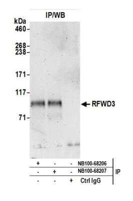<b>Independent Antibodies Validation. </b>Immunoprecipitation: RFWD3 Antibody [NB100-68208] - Detection of human RFWD3 by western blot of immunoprecipitates. Samples: Whole cell lysate (0.5 or 1.0 mg per IP reaction; 20% of IP loaded) from HEK293T cells prepared using NETN lysis buffer. Antibodies: RFWD3 was immunoprecipitated by rabbit anti-RFWD3 antibodies NB100-68206 and NB100-68207. For blotting immunoprecipitated RFWD3, NB100-68208 was used at 1 ug/ml. Detection: Chemiluminescence with an exposure time of 3 minutes.