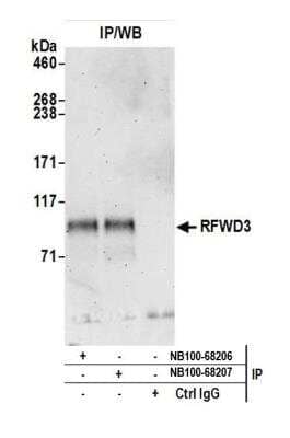 <b>Independent Antibodies Validation. </b>Immunoprecipitation: RFWD3 Antibody [NB100-68208] - Detection of human RFWD3 by western blot of immunoprecipitates. Samples: Whole cell lysate (0.5 or 1.0 mg per IP reaction; 20% of IP loaded) from HEK293T cells prepared using NETN lysis buffer. Antibodies: RFWD3 was immunoprecipitated by rabbit anti-RFWD3 antibodies NB100-68206 and NB100-68207. For blotting immunoprecipitated RFWD3, NB100-68208 was used at 1 ug/ml. Detection: Chemiluminescence with an exposure time of 3 minutes.