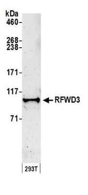 Western Blot: RFWD3 Antibody [NB100-68208] -  Detection of human RFWD3 by western blot. Samples: Whole cell lysate (50 ug) from HEK293T cells prepared using NETN lysis buffer. Antibody: Affinity purified rabbit anti-RFWD3 antibody NB100-68208 used for WB at 0.1 ug/ml. Detection: Chemiluminescence with an exposure time of 3 minutes.