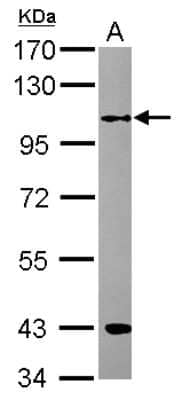 Western Blot: RFWD3 Antibody [NBP2-20141] - Sample (30 ug of whole cell lysate) A: MCF-7 7. 5% SDS PAGE gel, diluted at 1:3000.