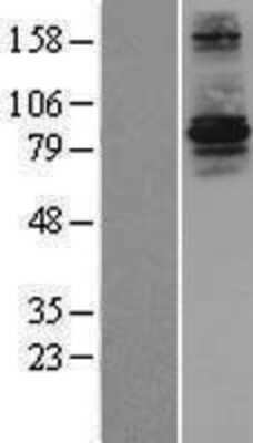 Western Blot RFWD3 Overexpression Lysate