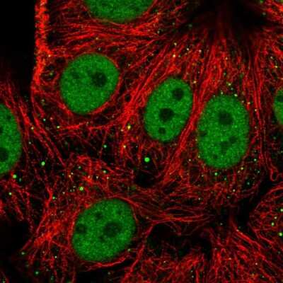 Immunocytochemistry/ Immunofluorescence RFX1 Antibody - BSA Free