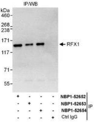 Western Blot: RFX1 Antibody [NBP1-52653] - Whole cell lysate (1 mg for IP, 20% of IP loaded) from HeLa cells.  Antibodies: Affinity purified rabbit anti-RFX1 antibody used for IP at 6 mcg/mg lysate.  RFX1 was also immunoprecipitated by rabbit anti-RFX1 antibodies NBP1-52652 and NBP1-52654, which recognize other epitopes.