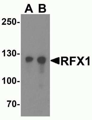 Western Blot RFX1 Antibody - BSA Free