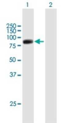 Western Blot RFX2 Antibody