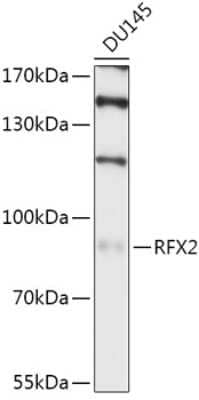 Western Blot RFX2 Antibody - Azide and BSA Free