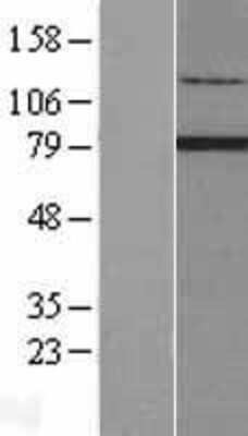 Western Blot RFX2 Overexpression Lysate